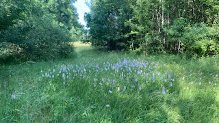 Vorstellung der Kartierungsarten 2026