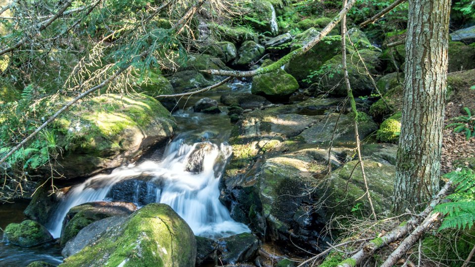 Naturkundliche Wanderung