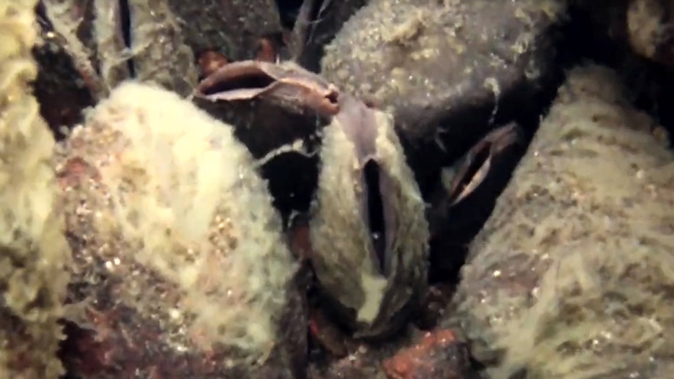 Leben und Schutzmaßnahmen der Flussperlmuschel im Vogtland