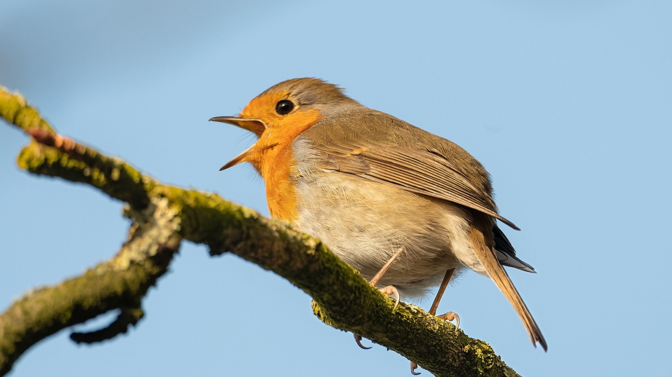 Gartenvogelzählung im Arboretum Plauen