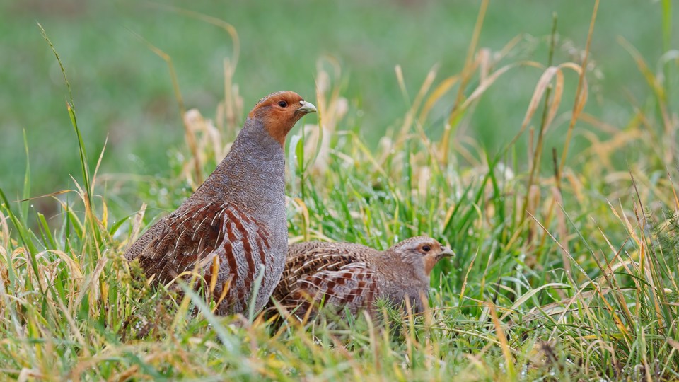 Der Vogel des Jahres 2026