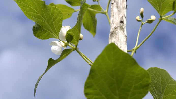 Gifpflanzen – Pflanzengifte und ihre Wirkmechanismen