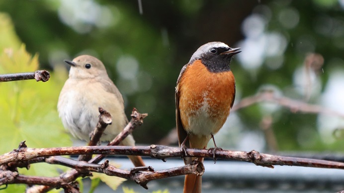 Vogelstimmenwanderung durch den Zschonergrund