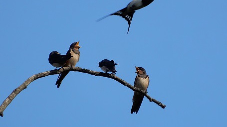 Stunde der Gartenvögel zwischen Rotem Haus und NSG Dippelsdorfer Teich