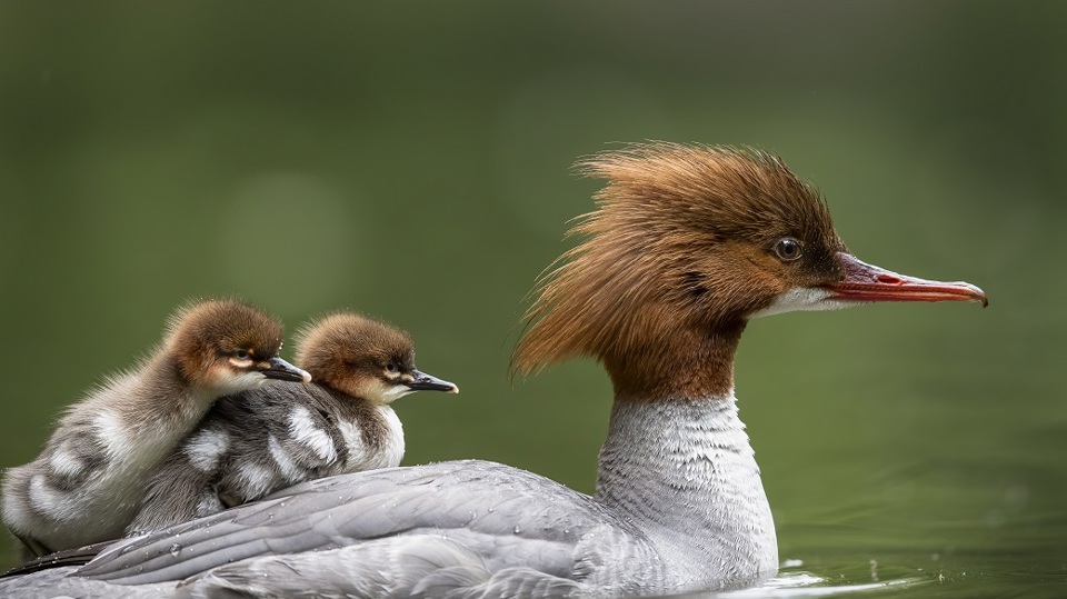 Wasservogelzählung von der Niederwarthaer Elbbrücke bis Kötitz