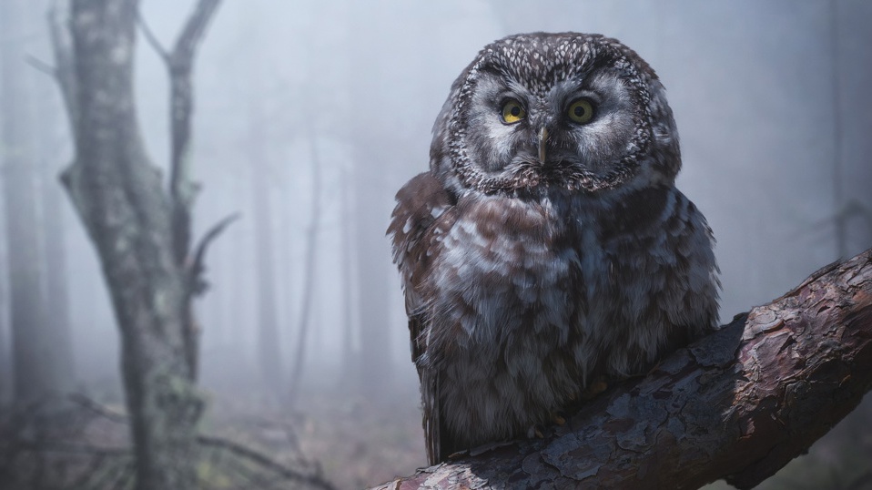 Artenschutz Rauhfußkauz