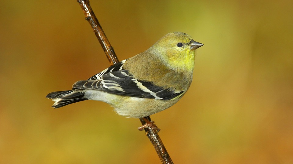 Vogelstimmenwanderung