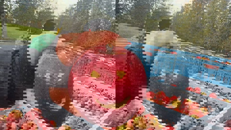 Obstbaaumschnittkurs - Theorie & Praxis