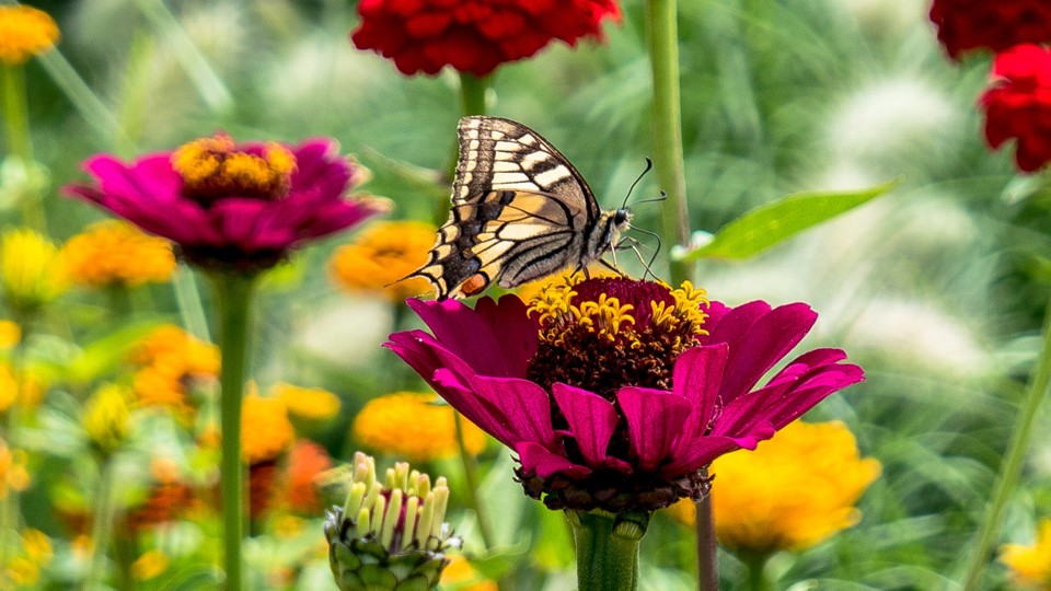 Insektenschutz im Garten