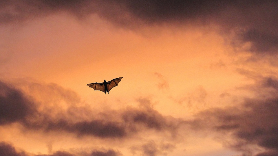 Die Nacht der Fledermäuse