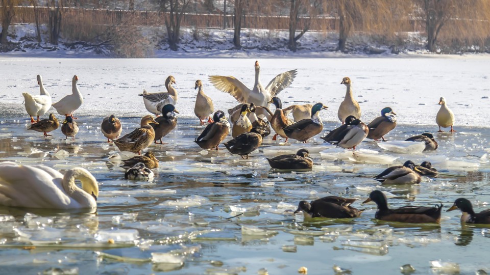 Wasservögel im Winter