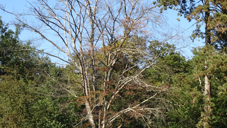 "Prima Klima?!" - Eine Exkursion zu den Schauplätzen von Dürre und Hochwasser in Dresden