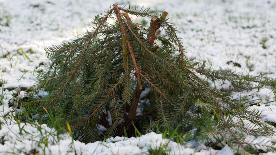 Frühjahrsputz im Arboretum