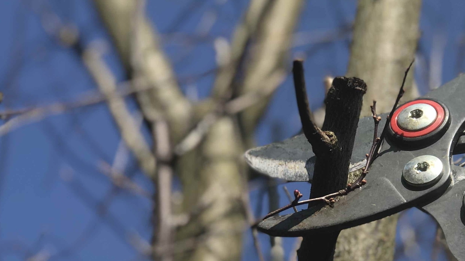 Frühjahrsputz im Arboretum