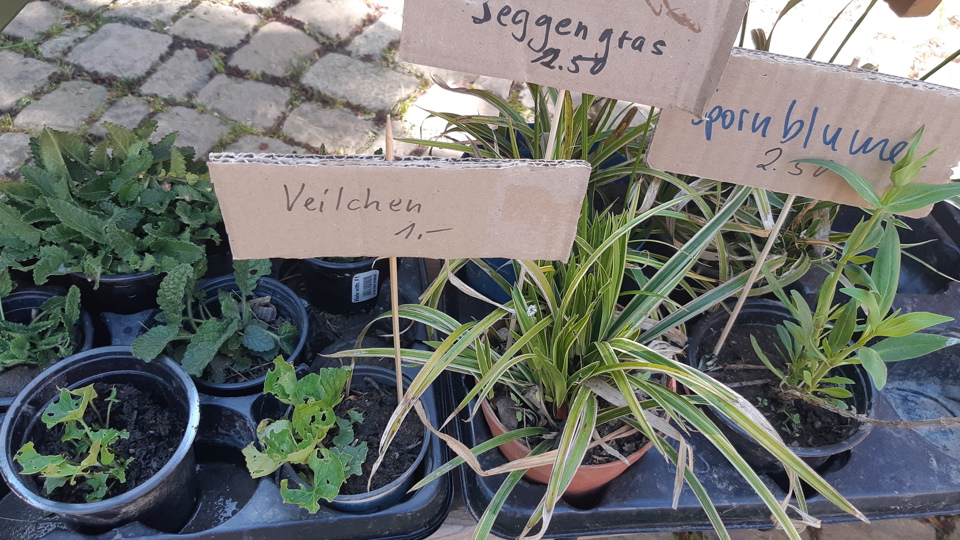 Pflanzenflohmarkt & Klimatag