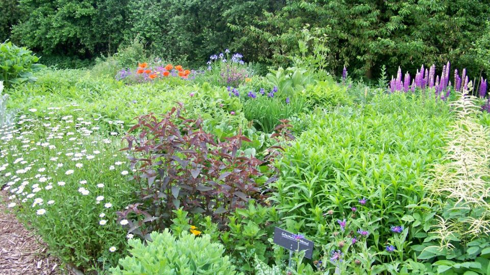 Heilkräuter nach Sebastian Kneipp