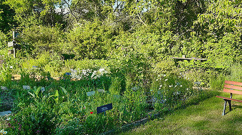 Wilde Küche ... mit Tomaten