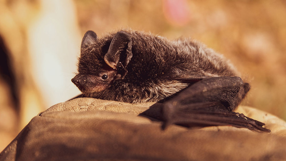 Flerdermausnacht