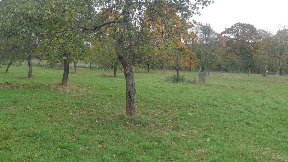 Vogtländisches Baumseminar