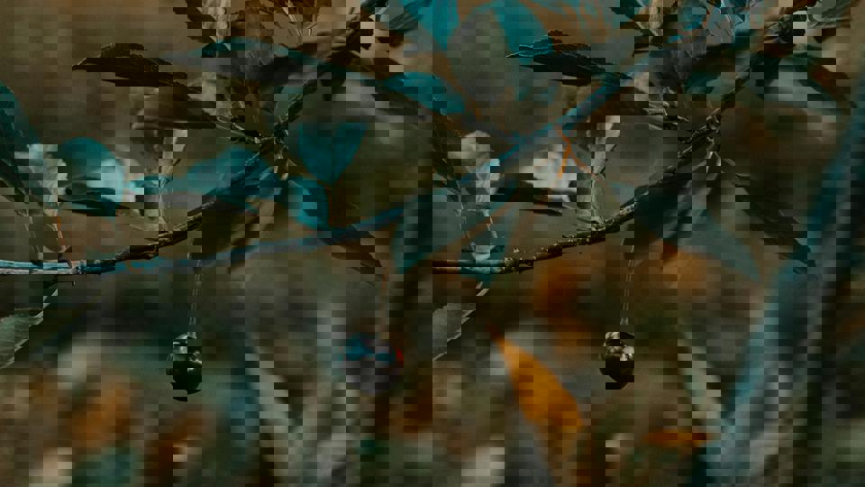 Die Welt des Wildobstes