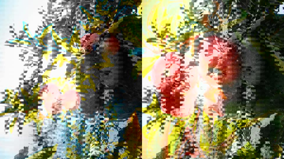 Naturgerechter Obstbau: Schadobst, Krankheiten und Pflege