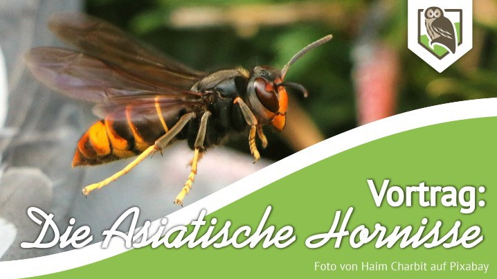 Vortrag: Die Asiatische Hornisse