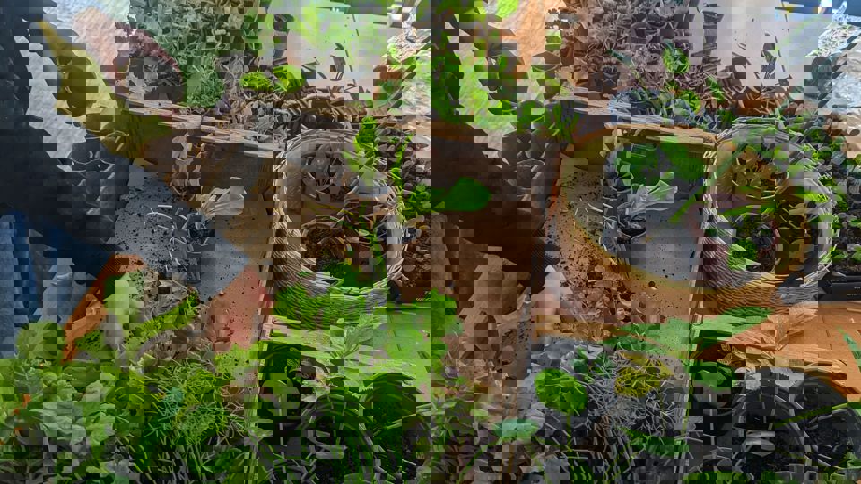 Pflanzentauschbörse