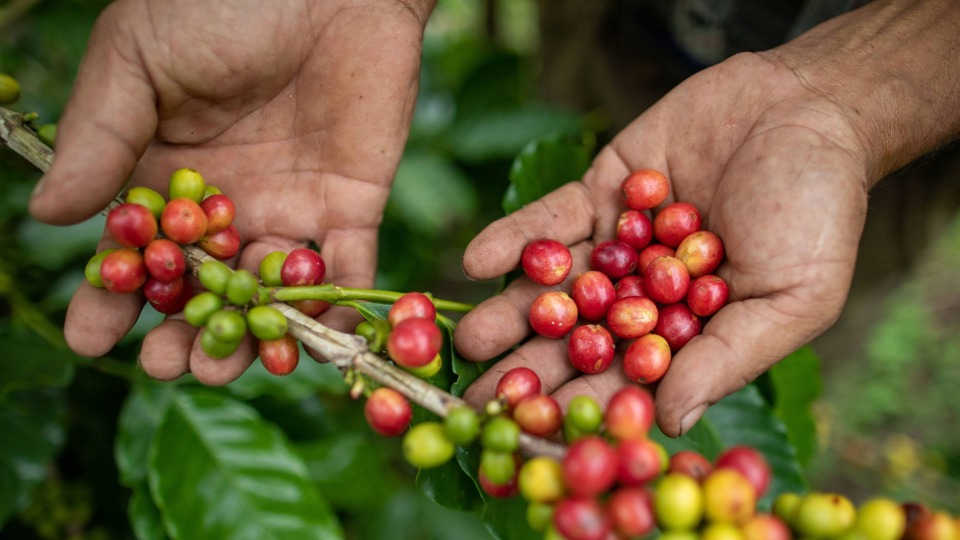 Saatguternte und -reinigung bei Wildpflanzen