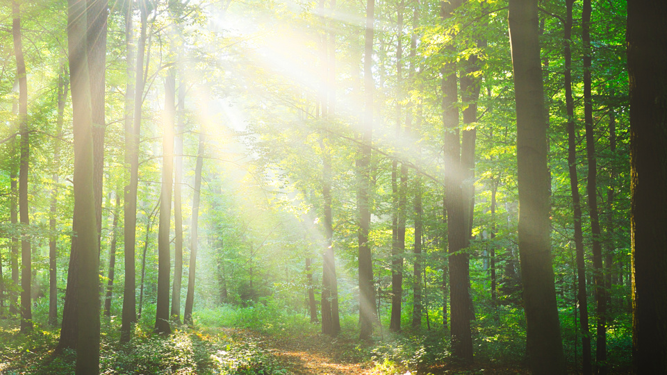 Jahreszeiten im Wald - Naturerleben im Wandel