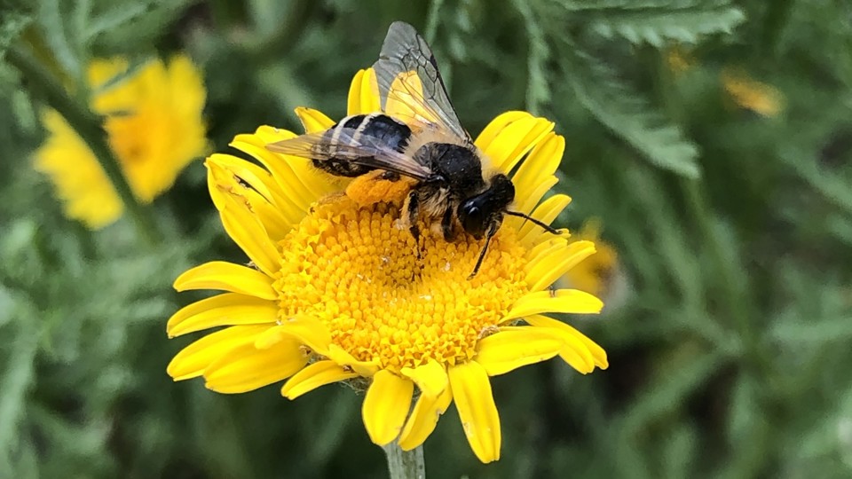 Mehr Blumen statt Beton