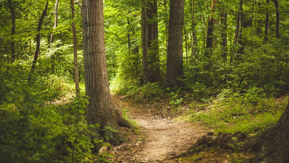 Umbau und Erhaltung des Waldes in Zeiten von Klimawandel (Rabensteiner Wald)