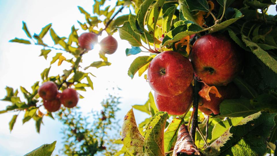 Obstbaumschnitt Jungbaum - Einführung in Theorie und Praxis