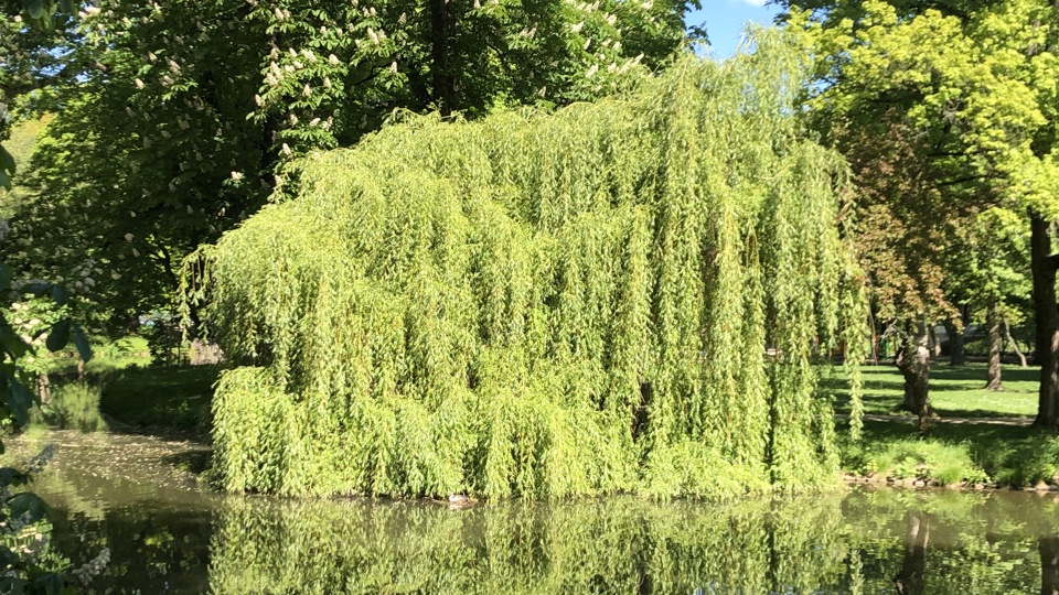 Die Botschaft der Bäume