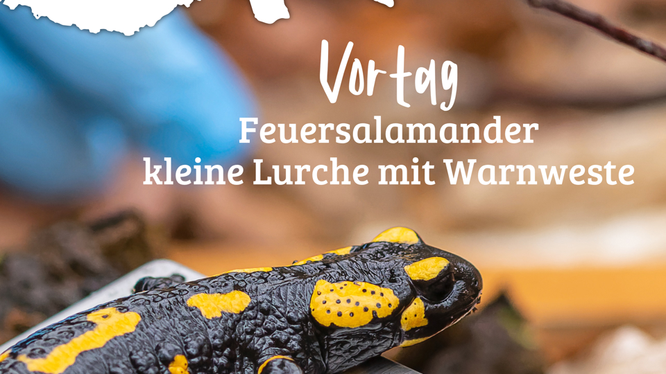 Der Feuersalamander - kleine Lurche mit Warnweste