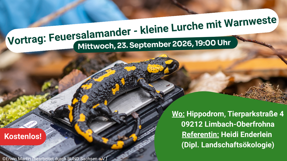 Feuersalamander - kleine Lurche mit Warnweste