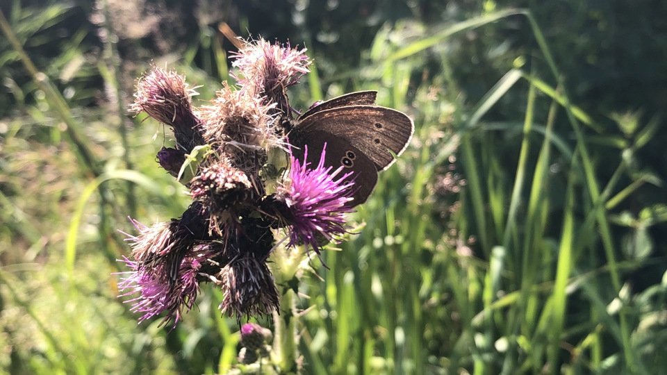 Führungen im BUND Obstlehrgarten am Stadtpark