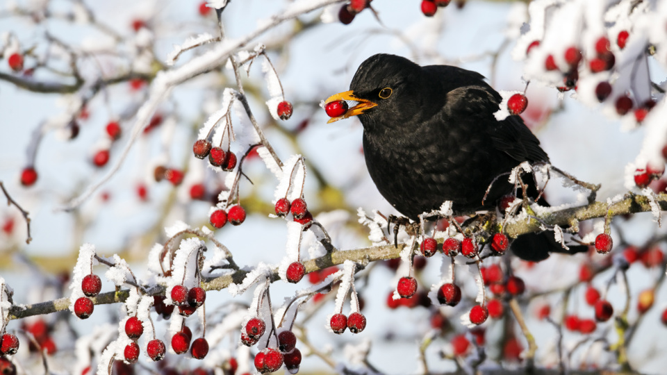 Stunde der Wintervögel