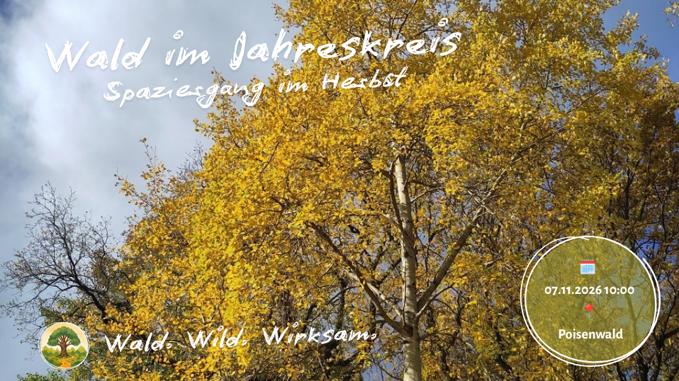 Wald im Jahreskreis - Herbstspaziergang