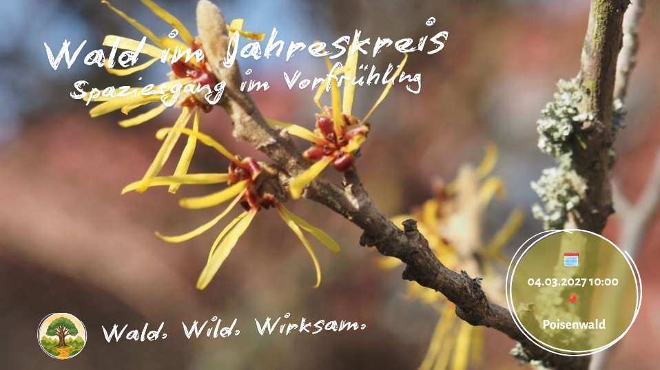Wald im Jahreskreis - Spaziergang im Vorfrühling