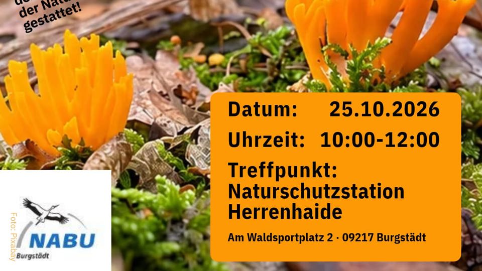 Pilzwanderung für Alle