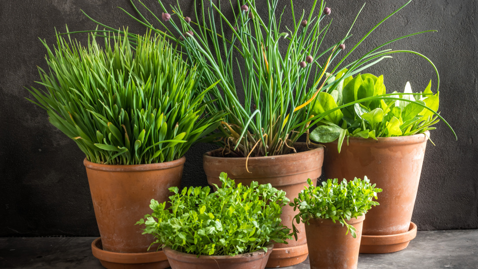 Kräuterkunde – Lebensmittel selbst anbauen (Urban Gardening)