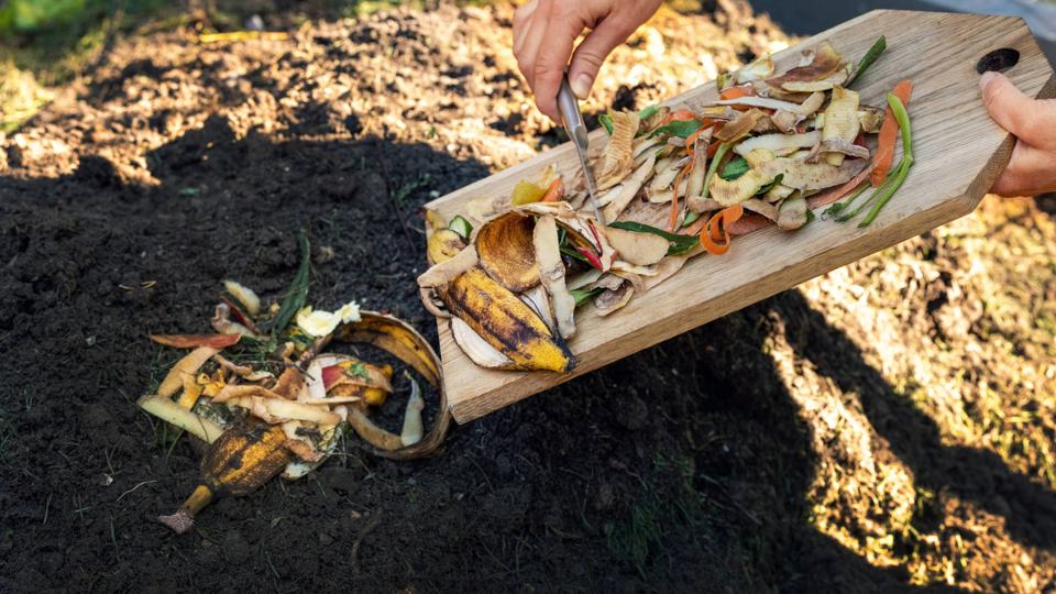 Pflanzen futtern günstig – Lebensmittel selbst anbauen (Urban Gardening)